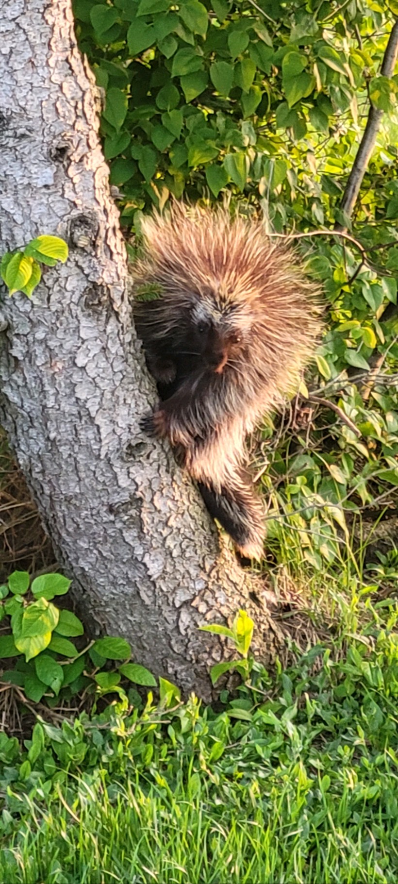 NOTSO FURRY FRIEND Porcupine visits Forestville News, Sports, Jobs